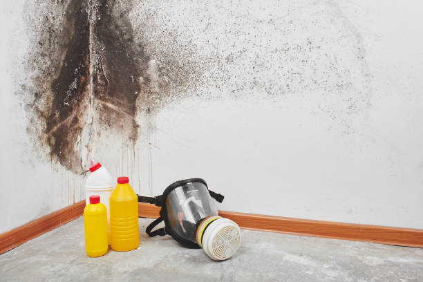 Best Mold Remediation  in Adrian, MO