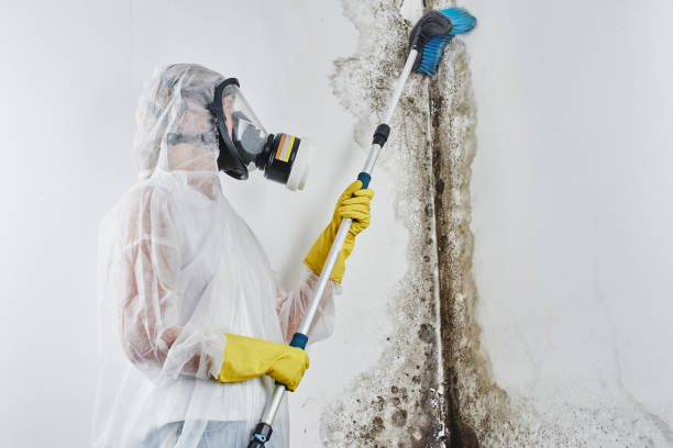 Best Fast Mold Removal  in Adrian, MO