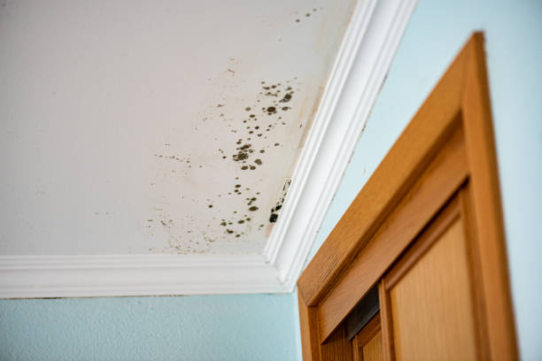 Crawl Space Mold Removal in Adrian, MO
