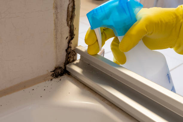 Best Professional Mold Removal  in Adrian, MO