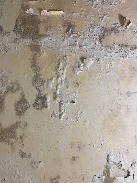 Best Mold Remediation  in Adrian, MO