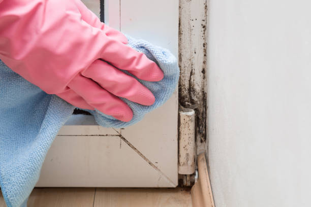 Best Mold Remediation  in Adrian, MO